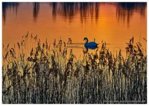 Schwan im Morgenrot auf dem Tressower See